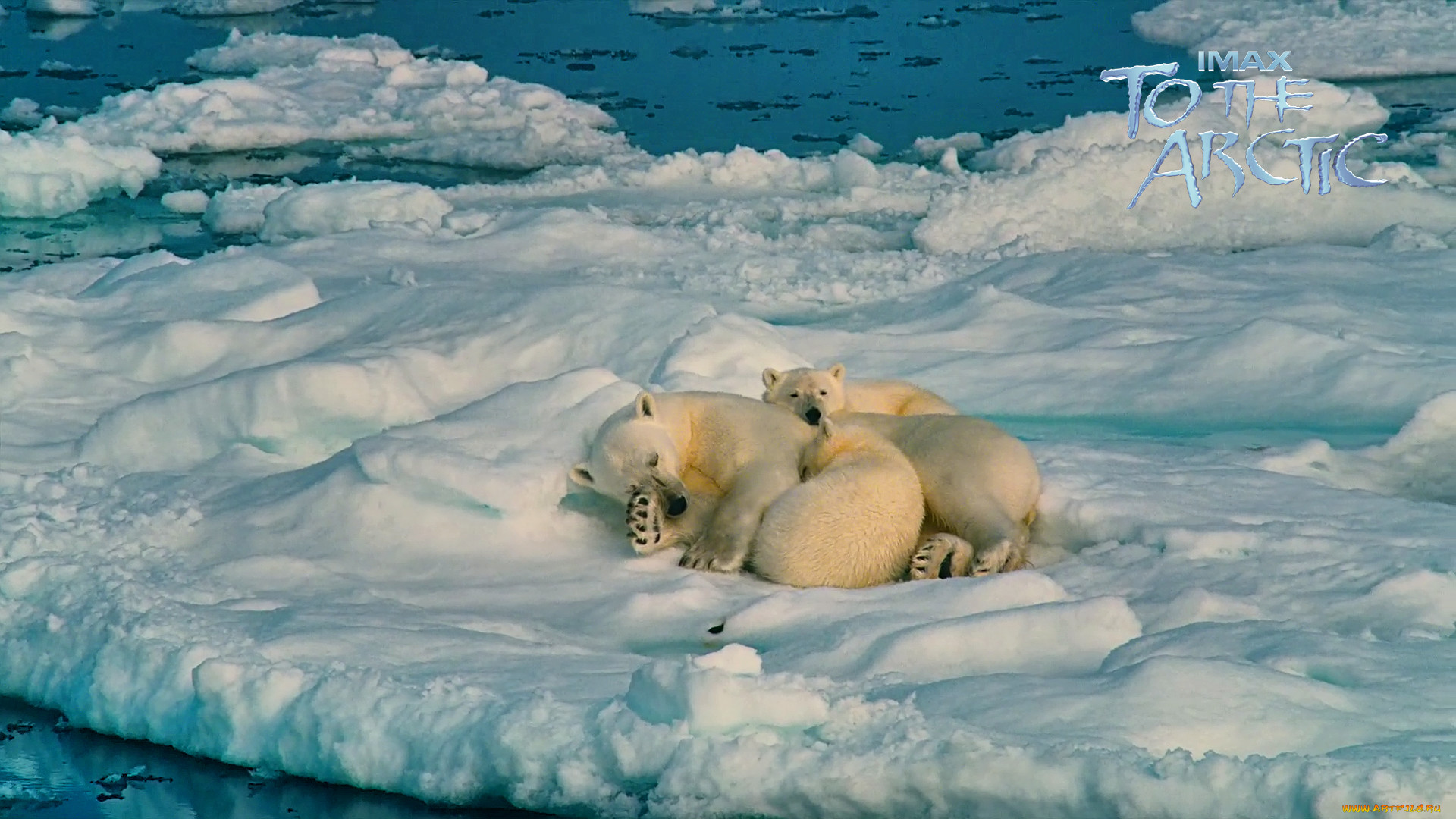 Берлоги белые медведи Арктика